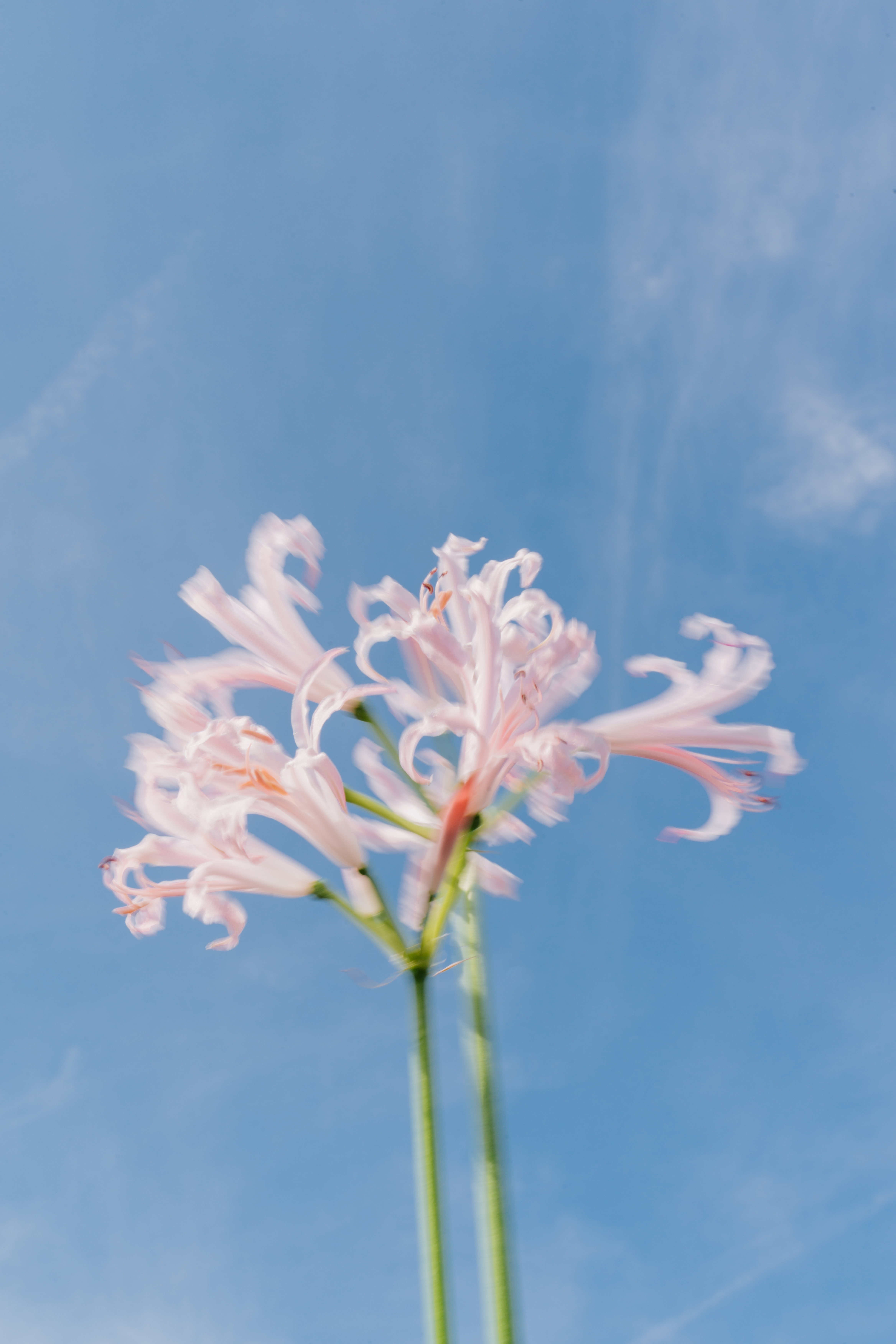 In focus flower  In focus flower